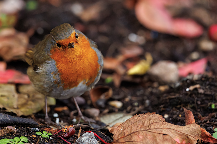 Erithacus rubecula Robin looking curious